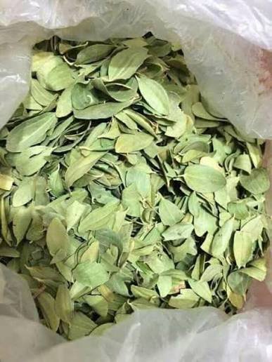 أوراق السدر الصحراوي