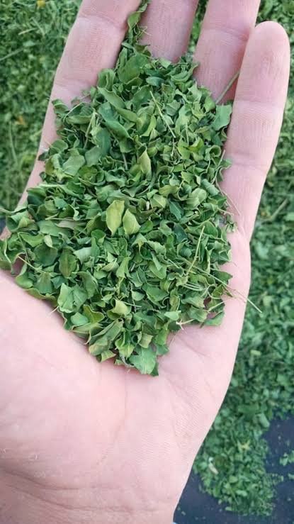 أوراق المورينجا الأصلية