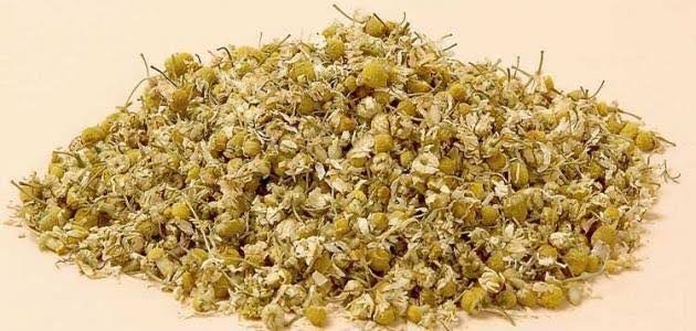 البابونج المغربي الأصيل