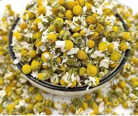 البابونج المغربي الأصيل