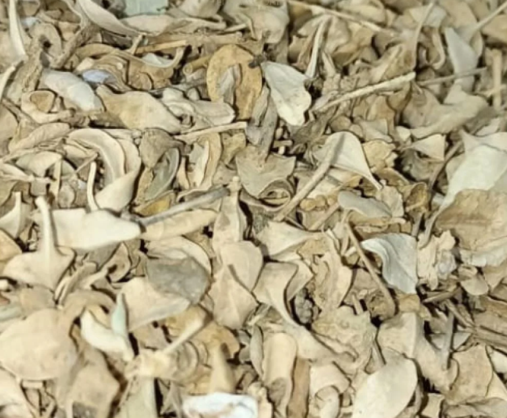 القطف المالح الأصيل